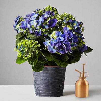 Hydrangea Plant